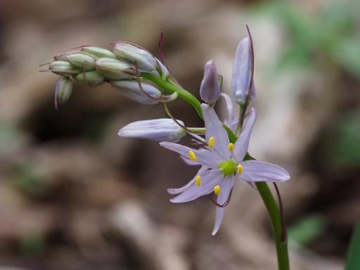 Buds, flower and bracts