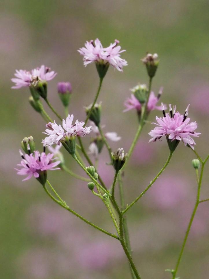 Palafoxia callosa