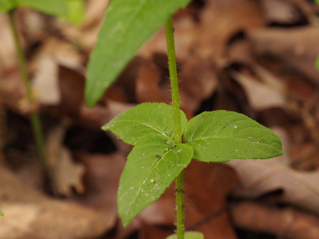 Uncommon trifoliate leaves