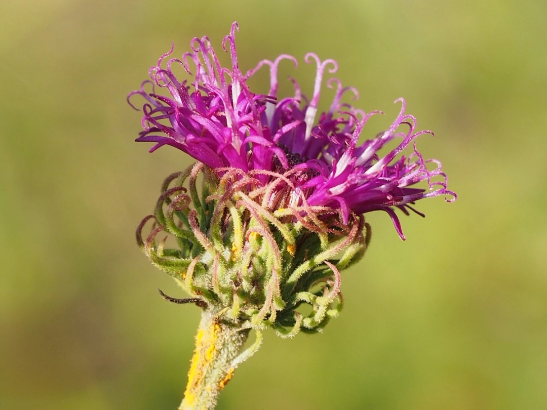 Styles and phyllaries