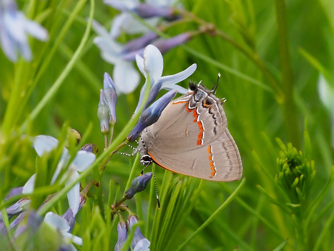 Red-Banded Hairstreak Butterfly