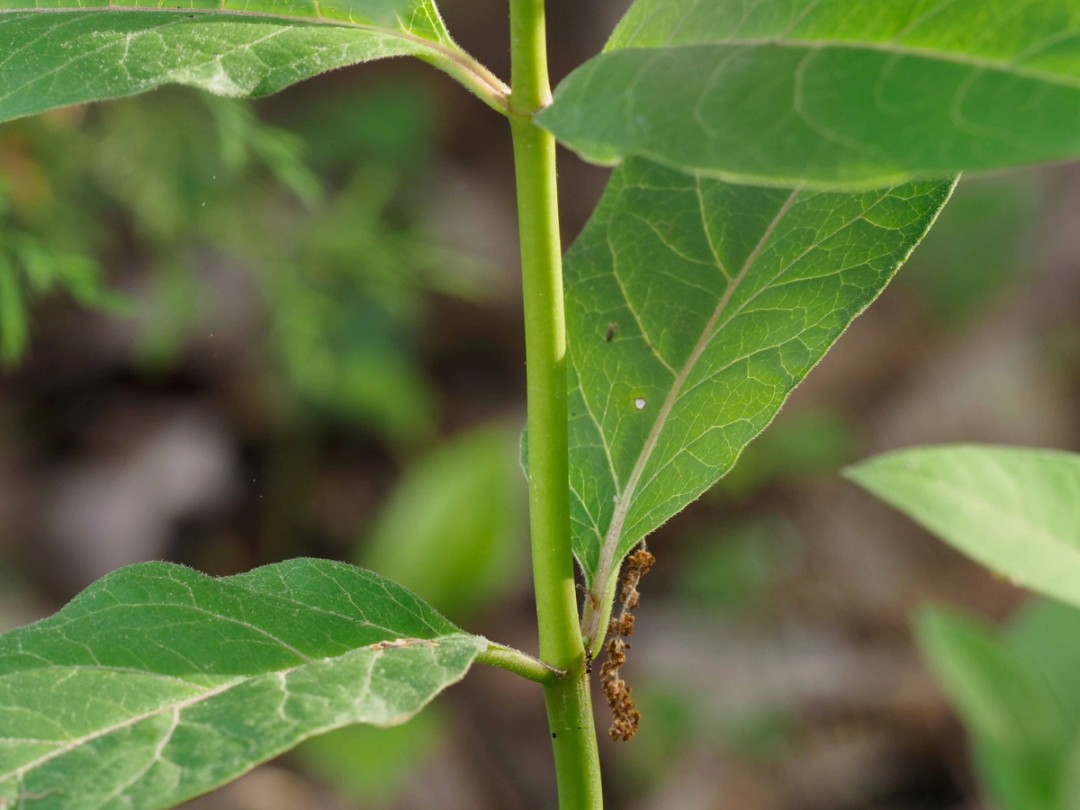 Stem