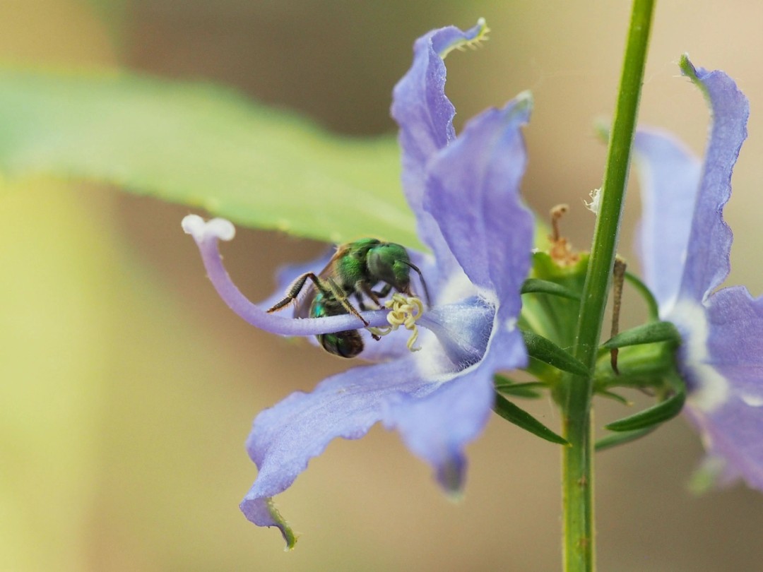 Metallic green sweat bee