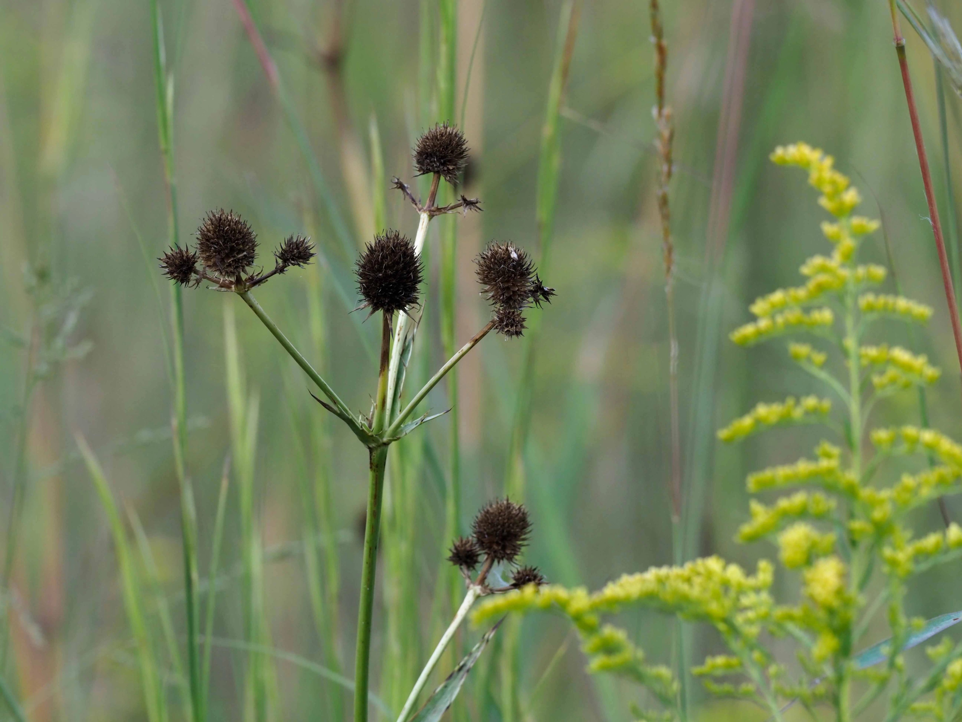 Eryngium yuccifolium