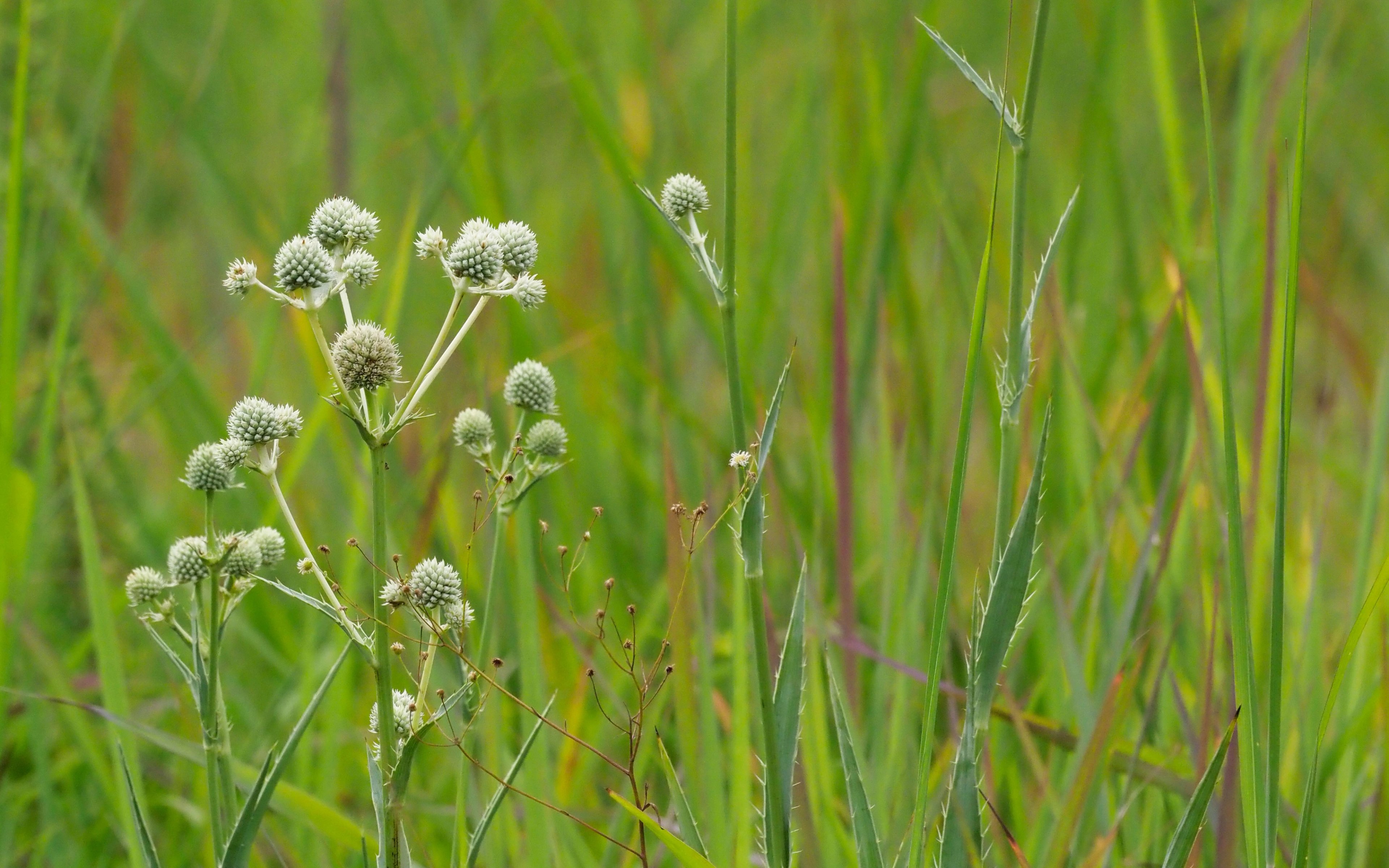 Rattlesnake master in grassland habitat