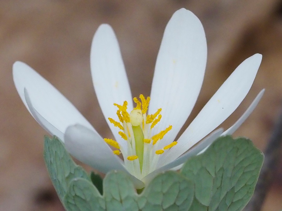 Pollen covered stamen in contact with stigma for self-pollination