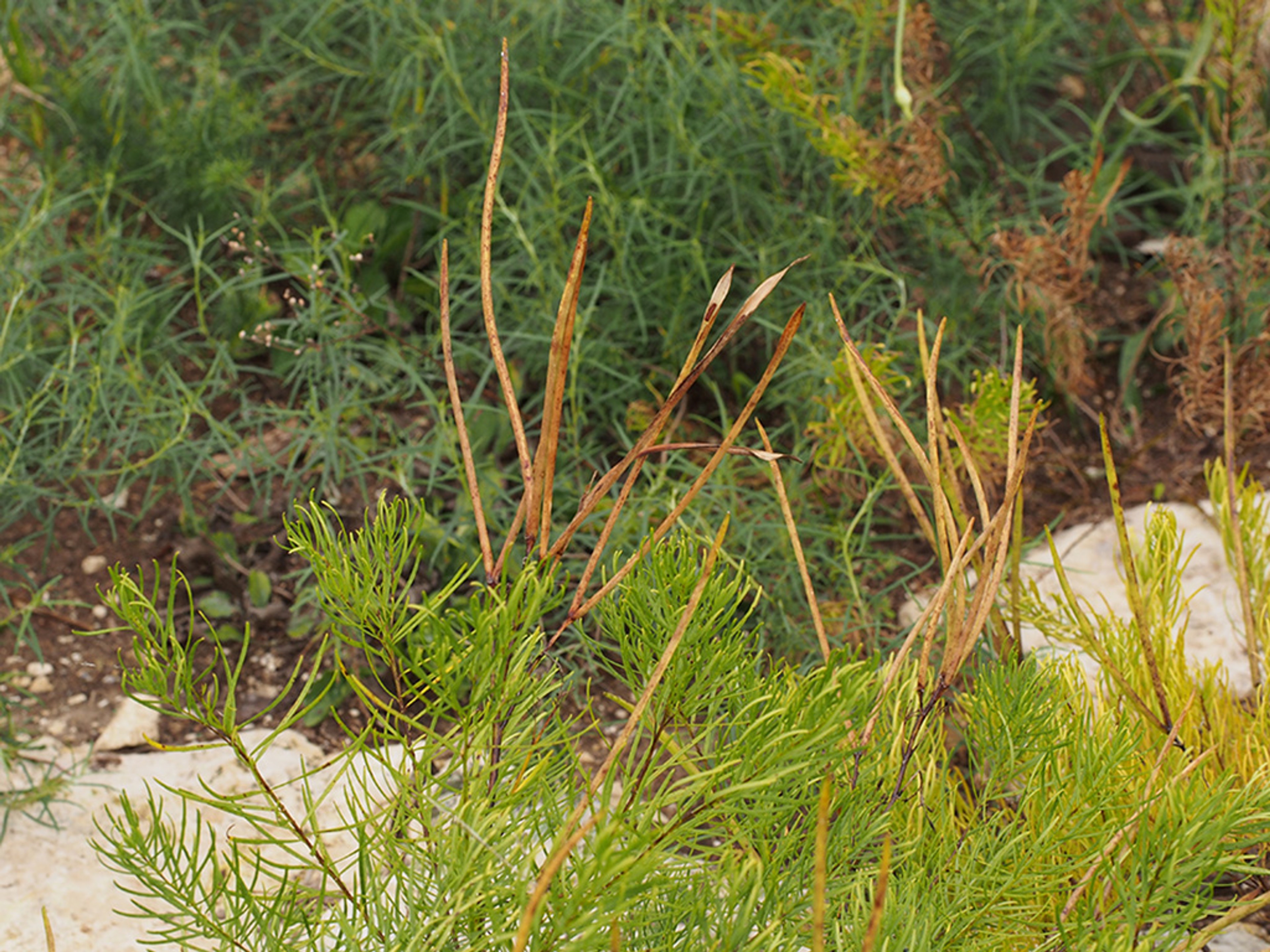 Ripe seedpods of Fringed bluestar