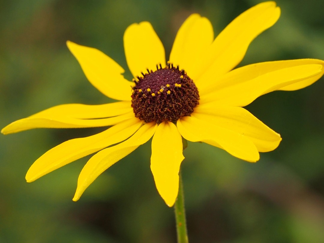 Ray and disk flowers