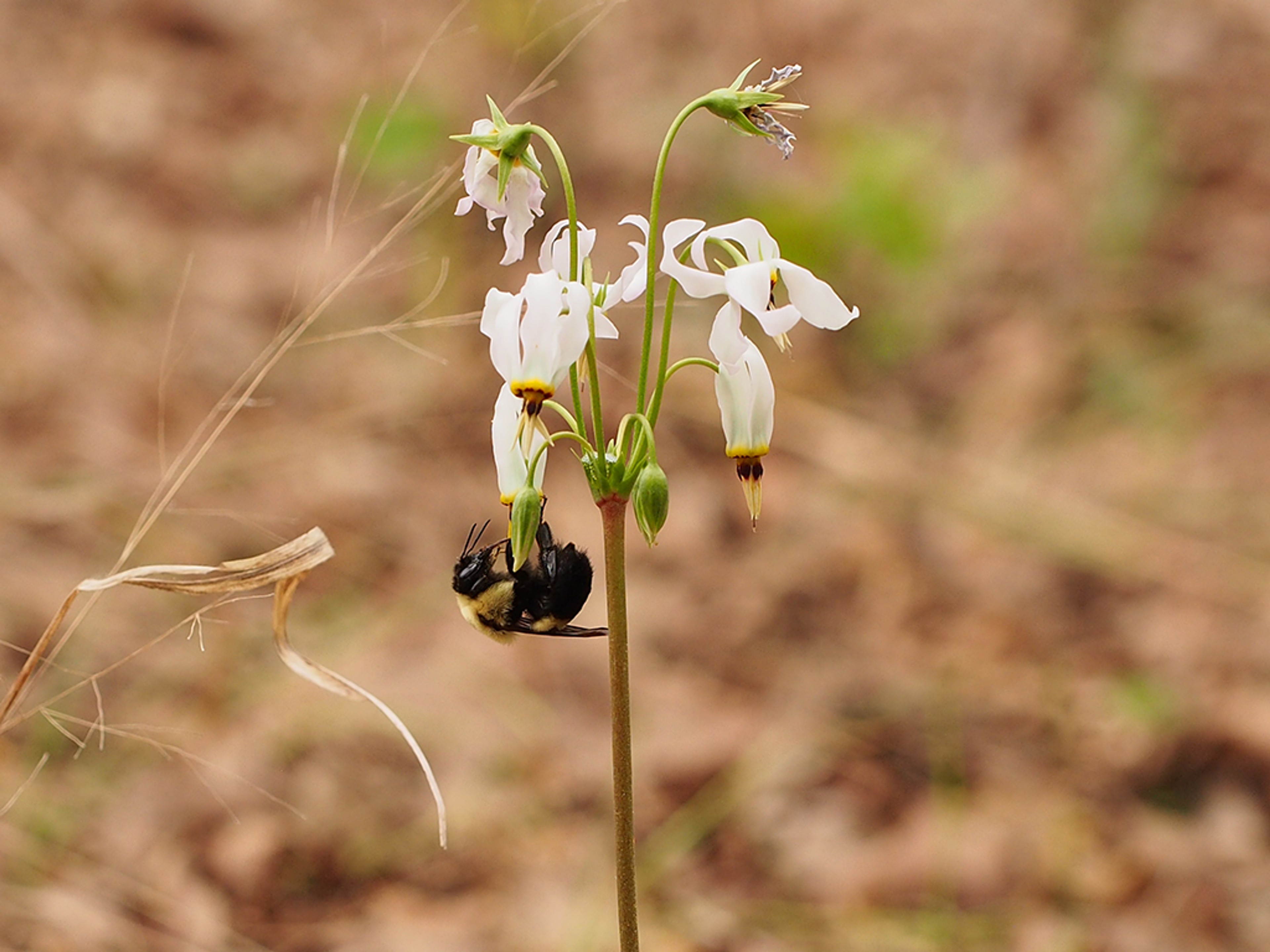 Bumble bee 'Buz' pollination
