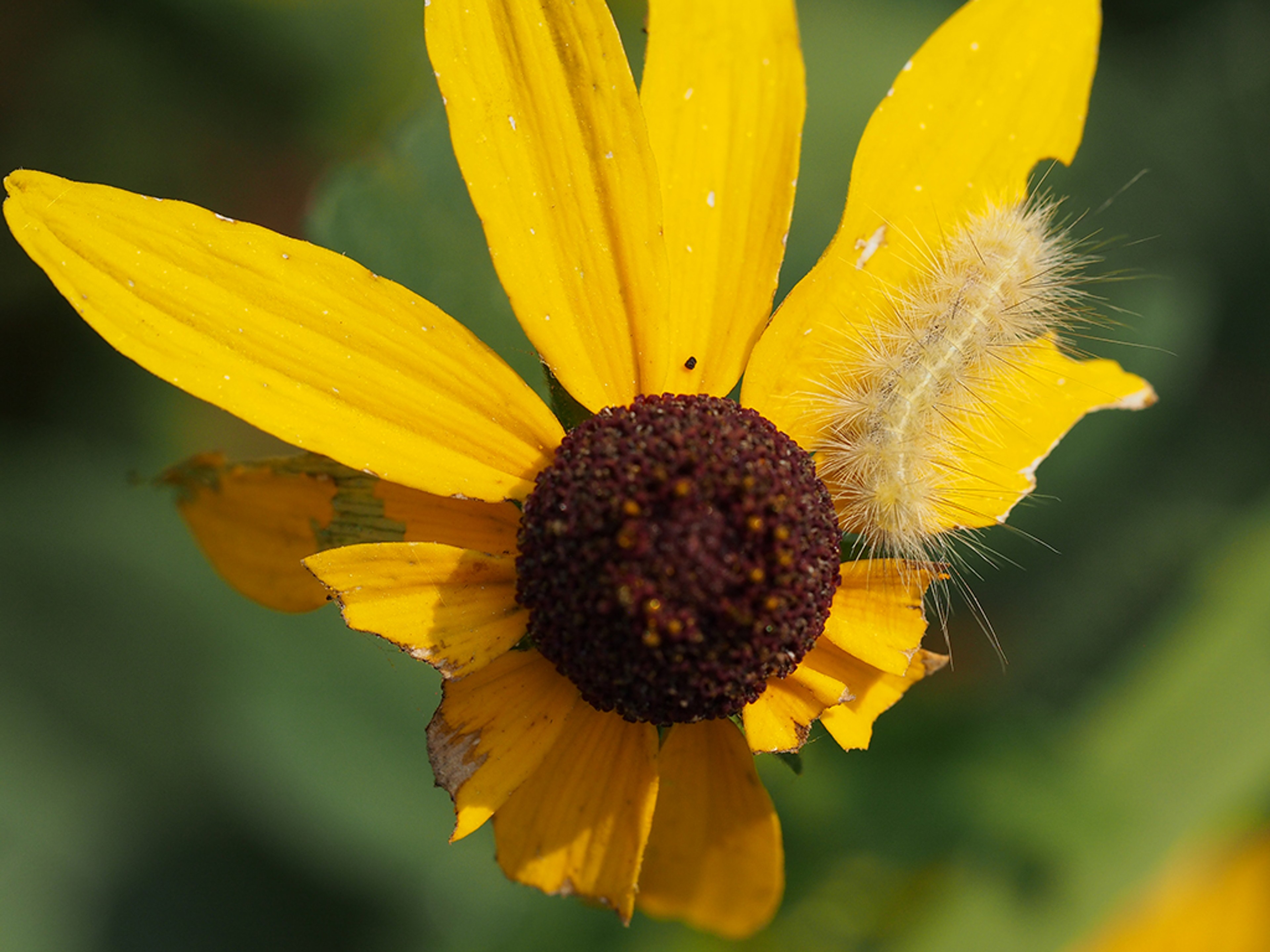Caterpillar munching on flower petals