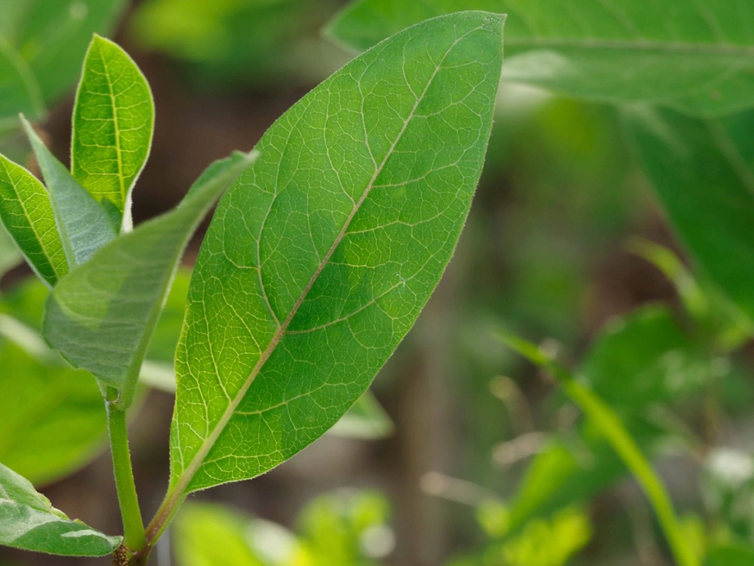 Close look at leaf