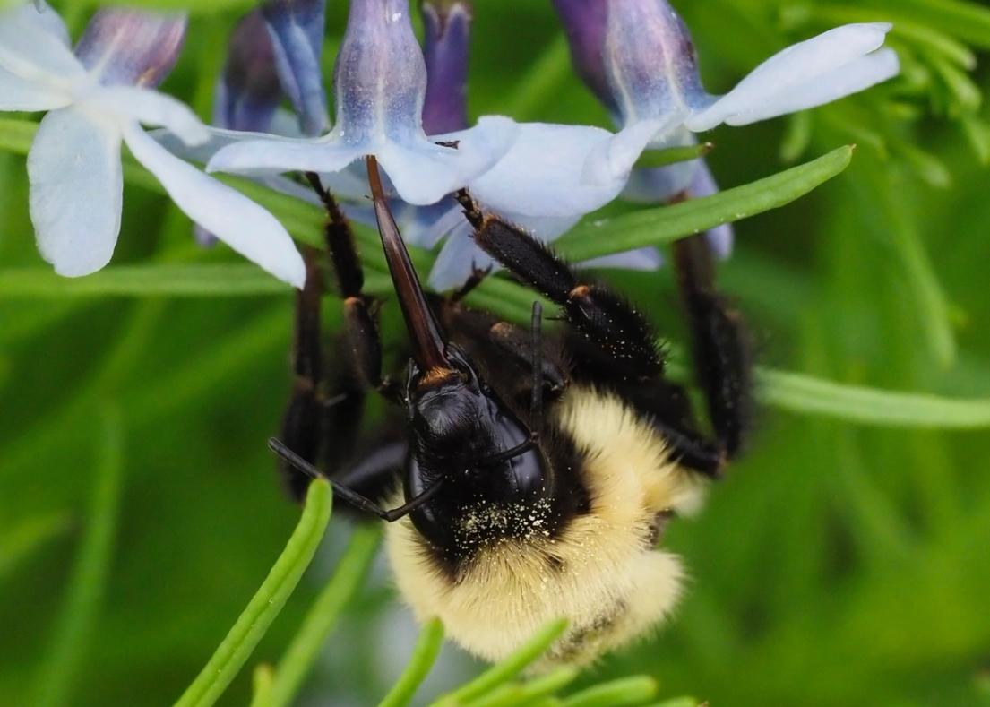 Bumble bee with pollen grains attached to its hair