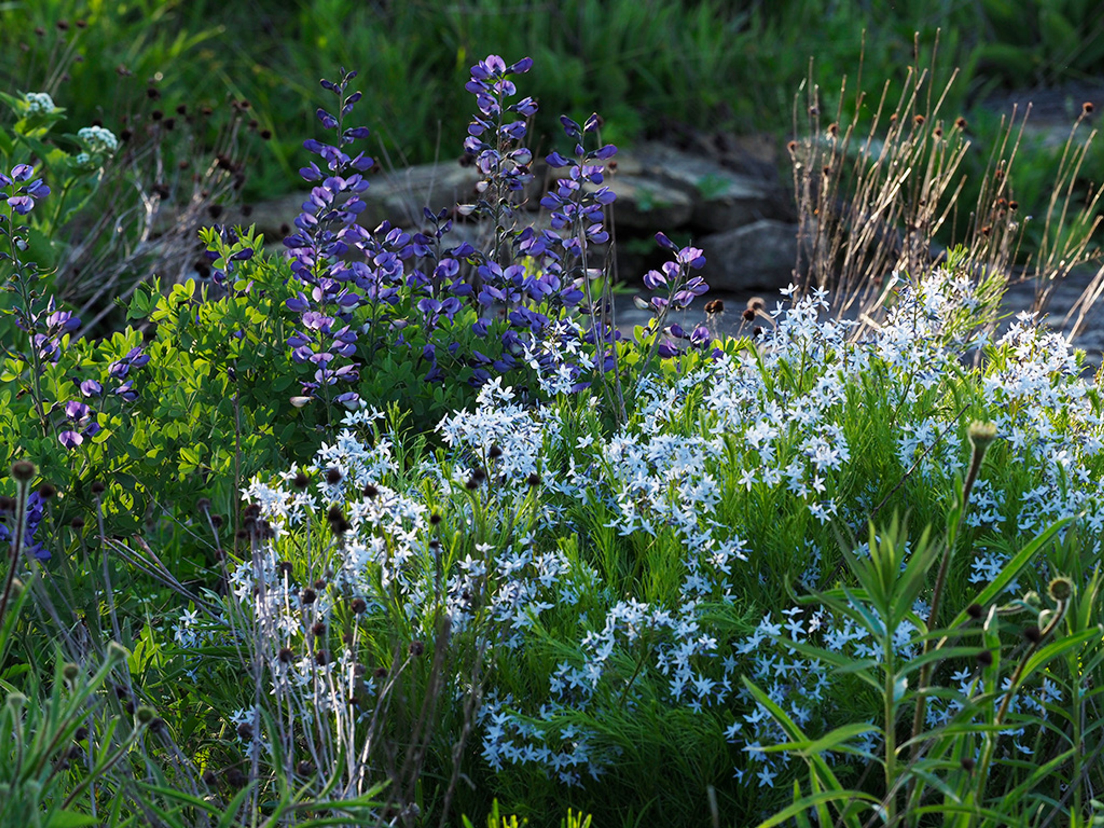 Fringed bluestar and Wild blue indigo in peak flowering