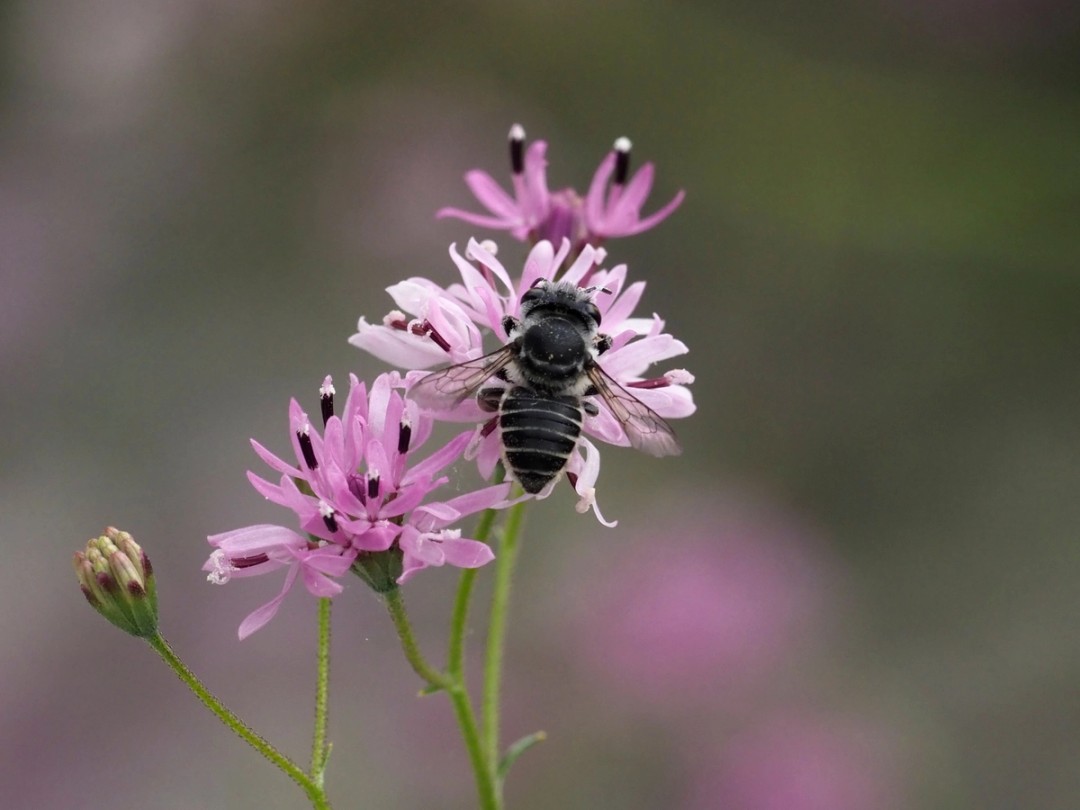 Leafcutter bee