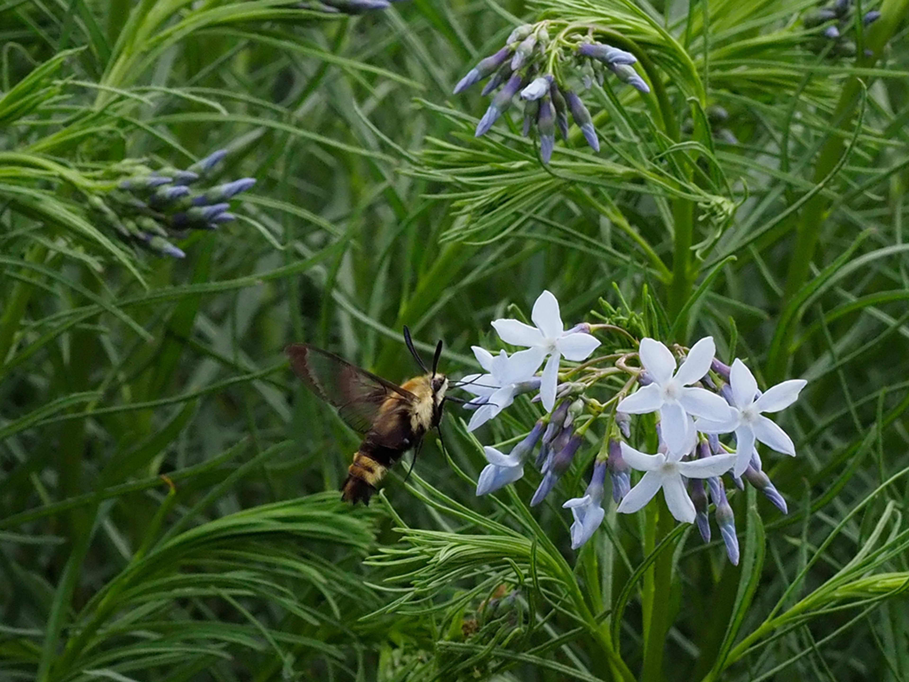 Snowberry clearwing moth visiting Amsonia ciliata