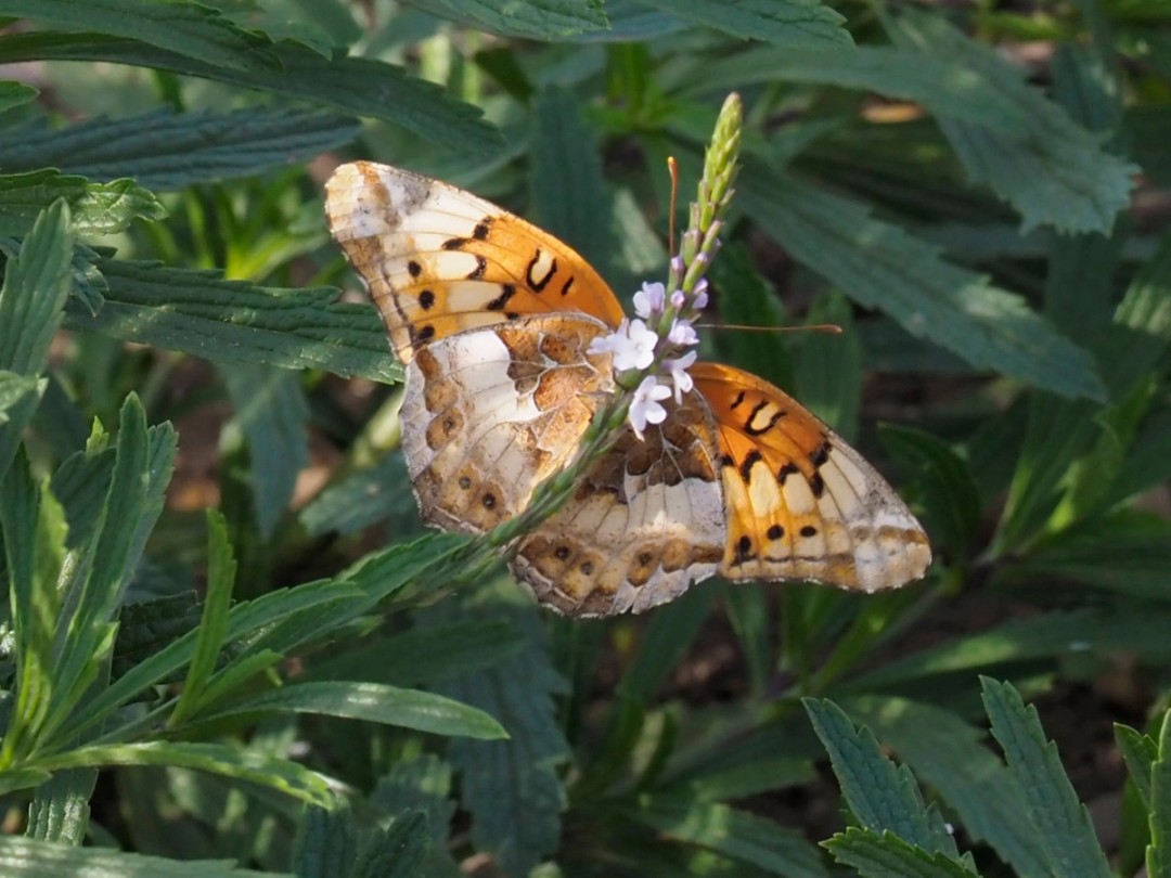 Variegated Fritilary