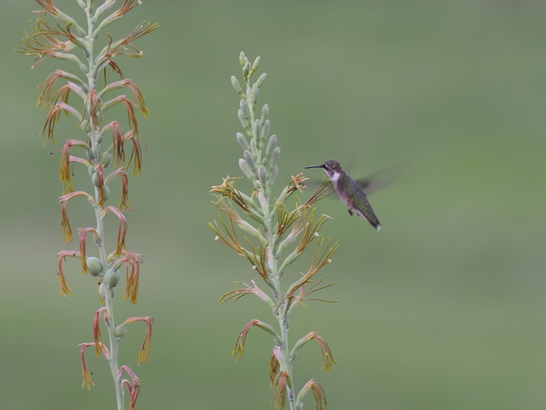 Ruby-throated hummingbird nectaring on Manfreda virginica