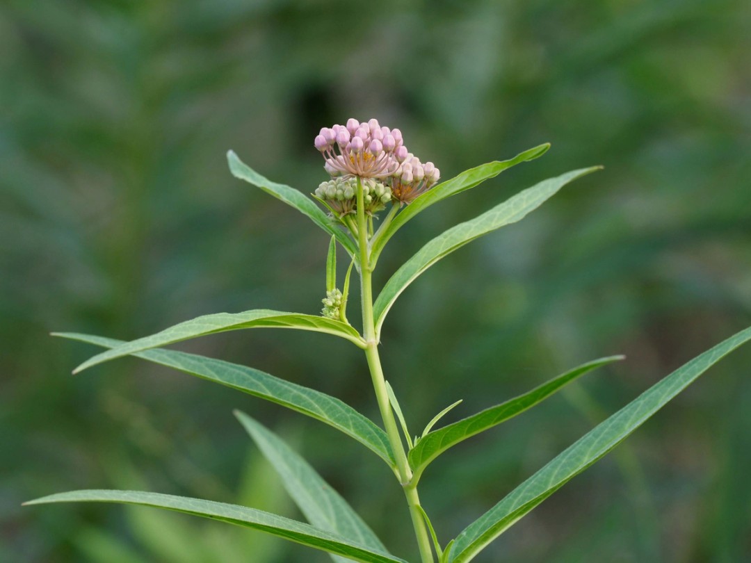 Flower buds