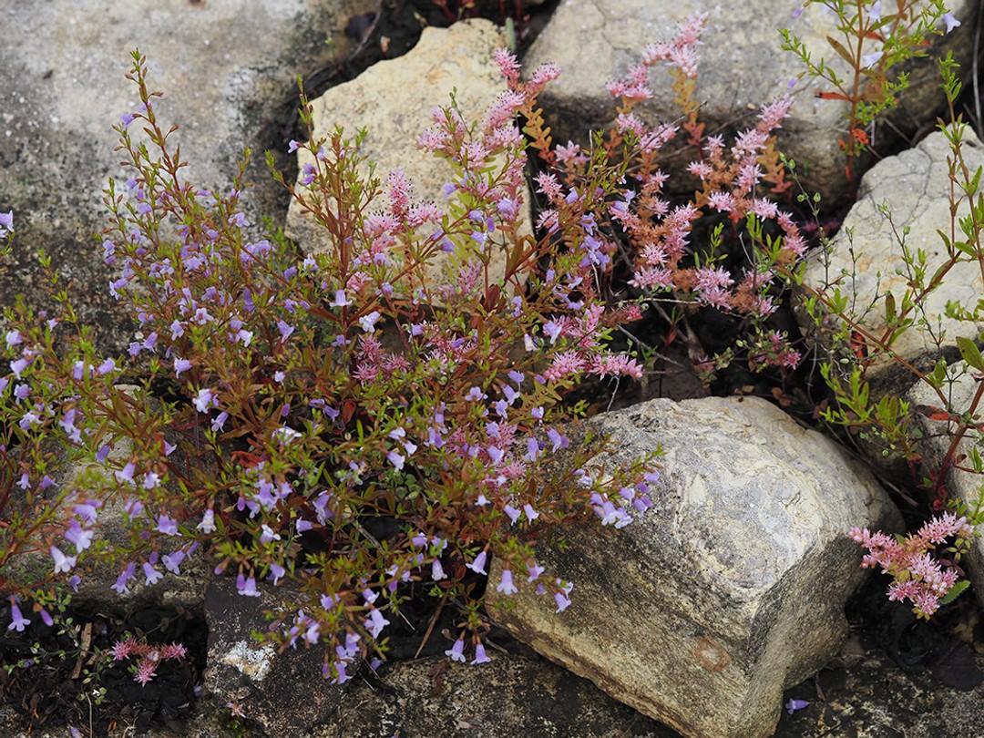 Ozark calamint (Clinopodium arkansanum)