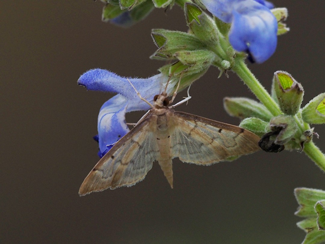 Southern Beet Webworm moth