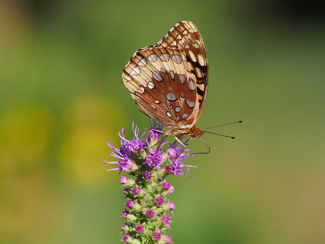 Great Spangled Fritillary