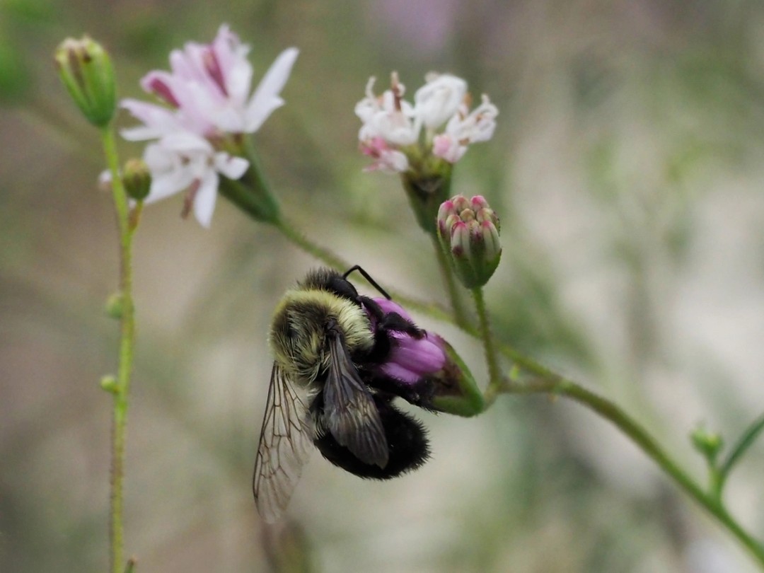 Common Eastern Bumblebee