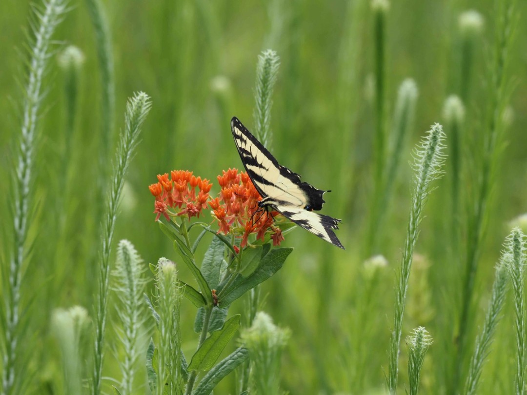 Prairie blazing star