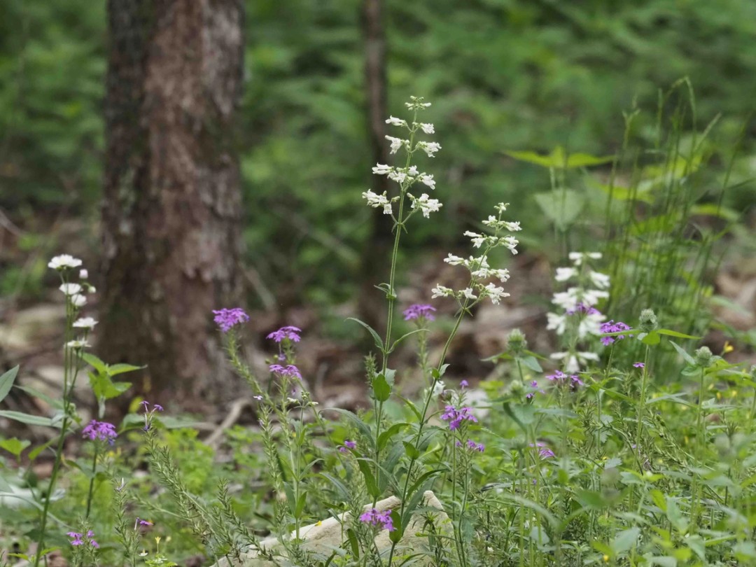 Woodland edge habitat