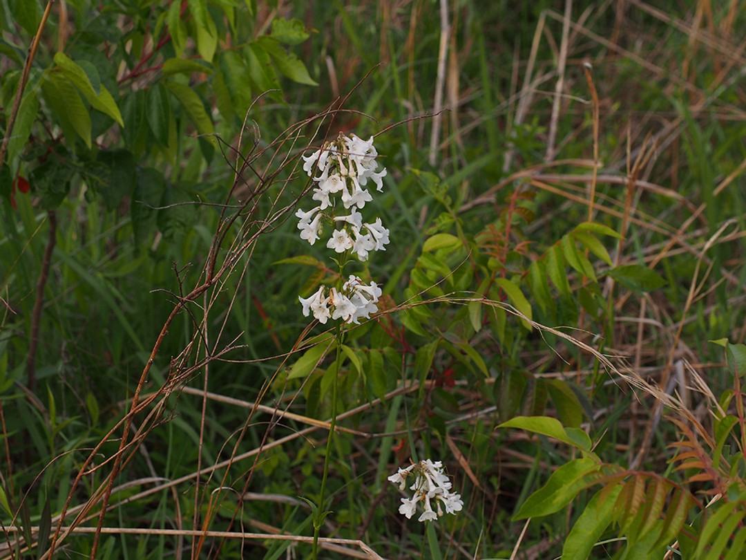 Woodland edge habitat