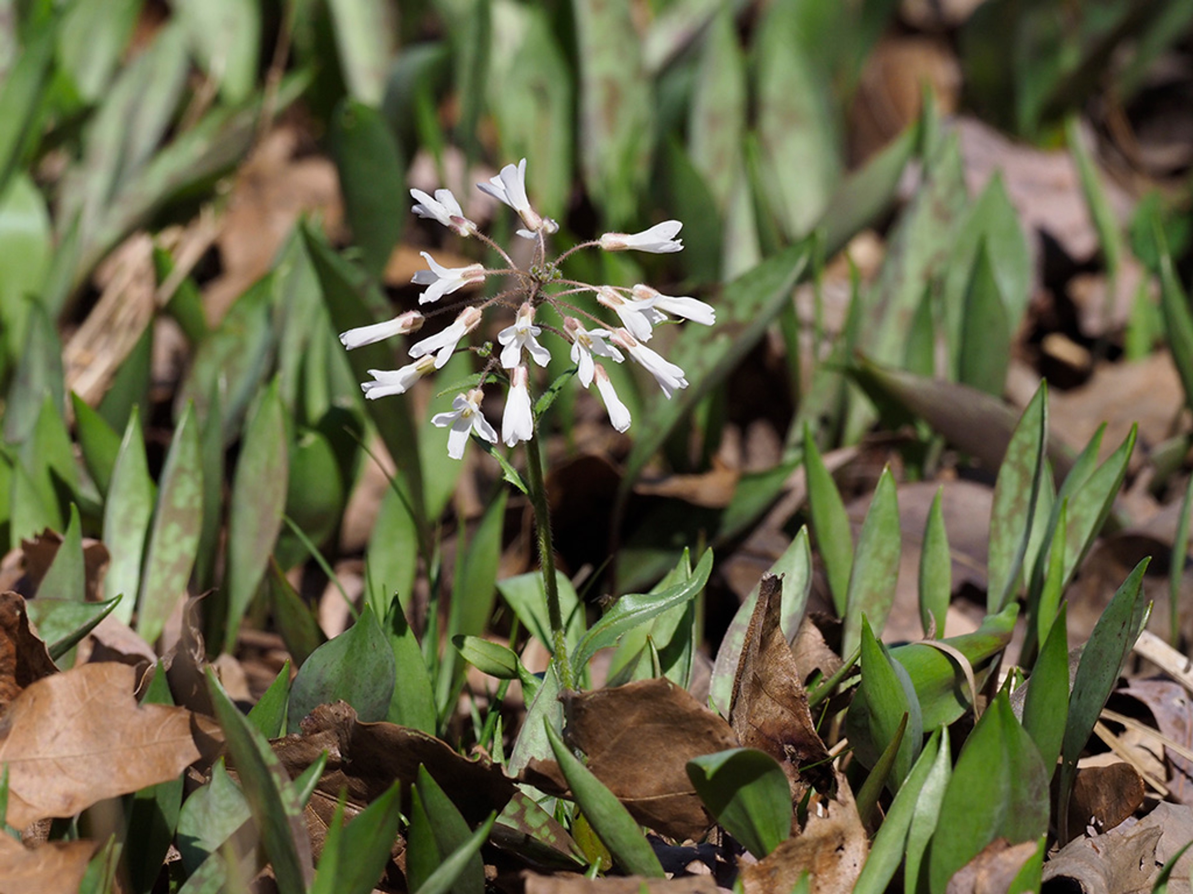 Erythronium albidum