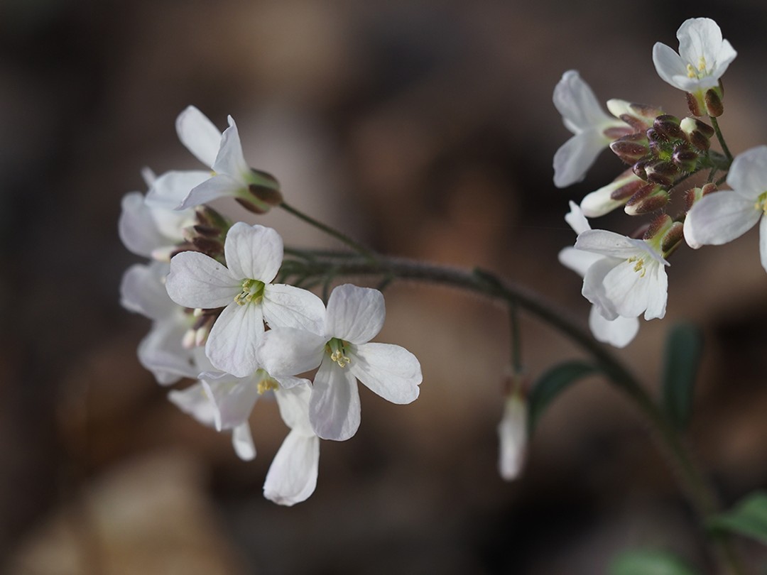 Flowers nearly white