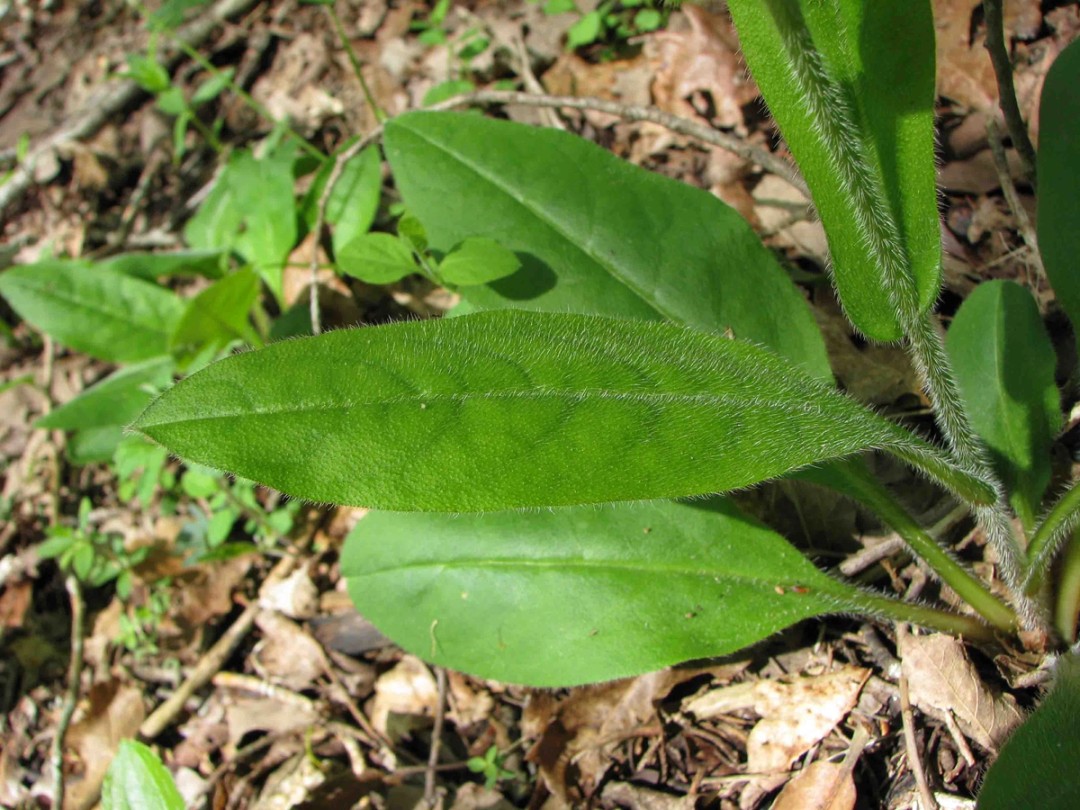 Stem and leaves