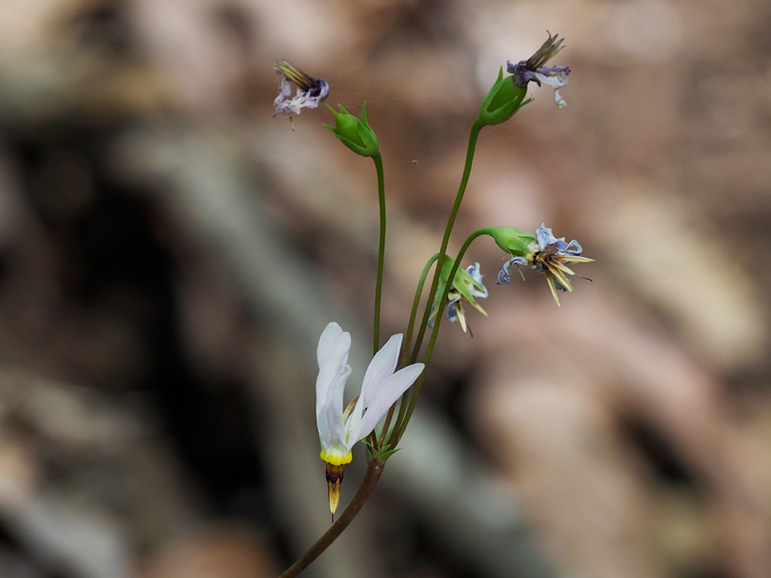 Flowering almost complete
