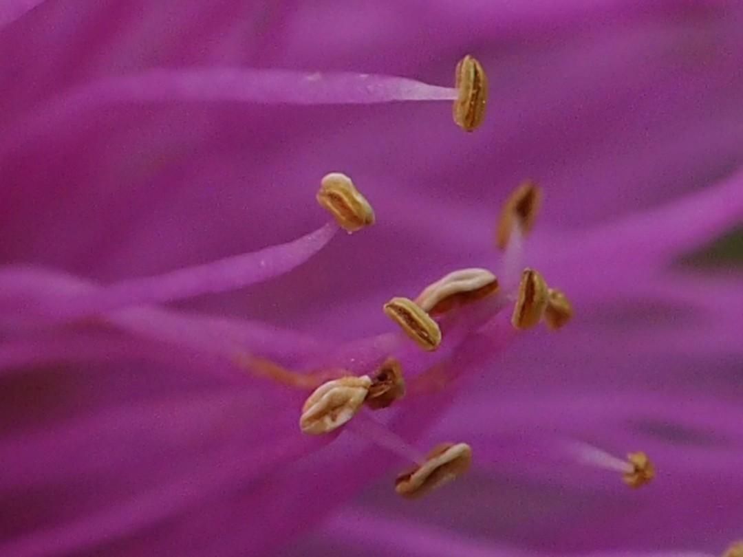Macro view of anthers