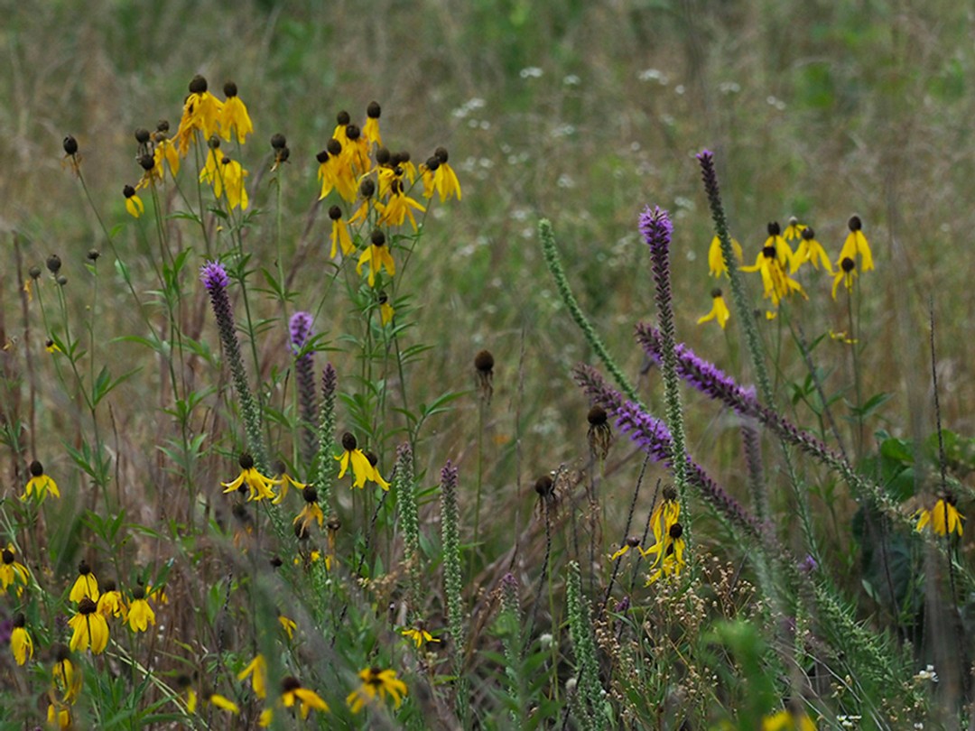 Grassland with Liatris pycnostachya