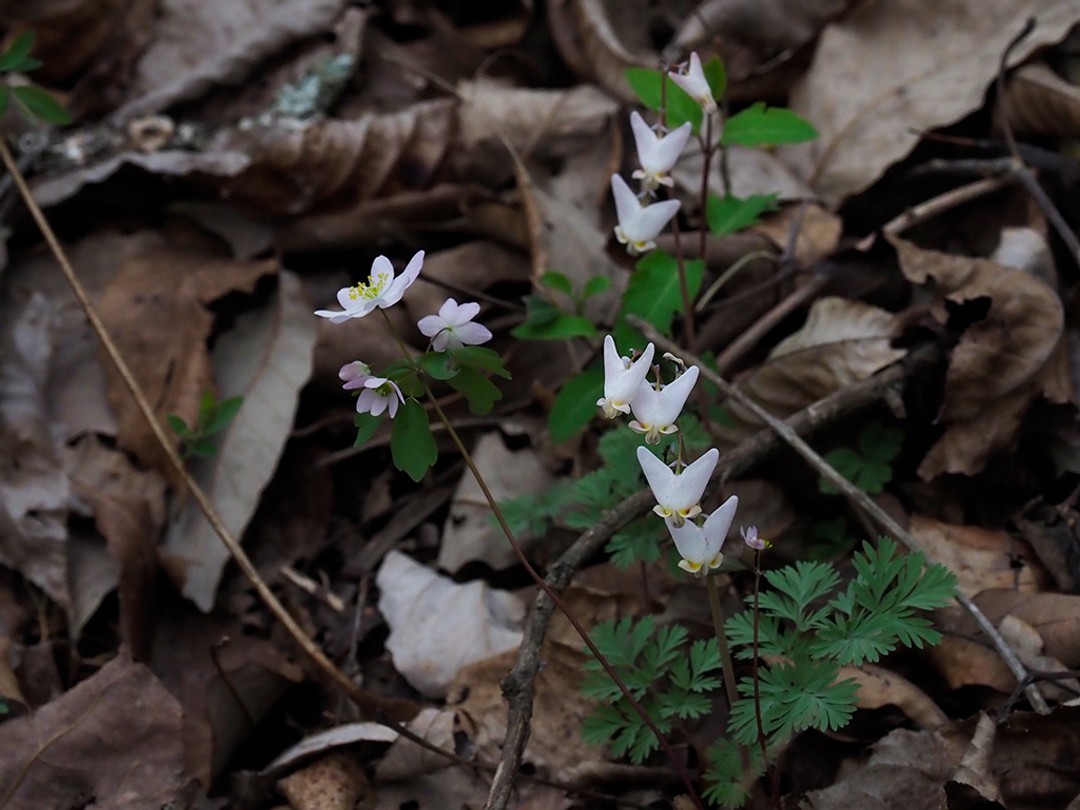 Dutchman's Breeches flowering with Rue Anemone