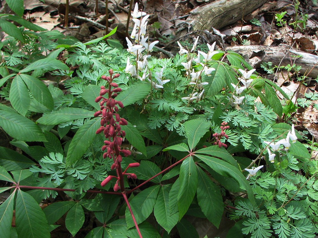 Red Buckeye flowering with Dutchman's Breeches