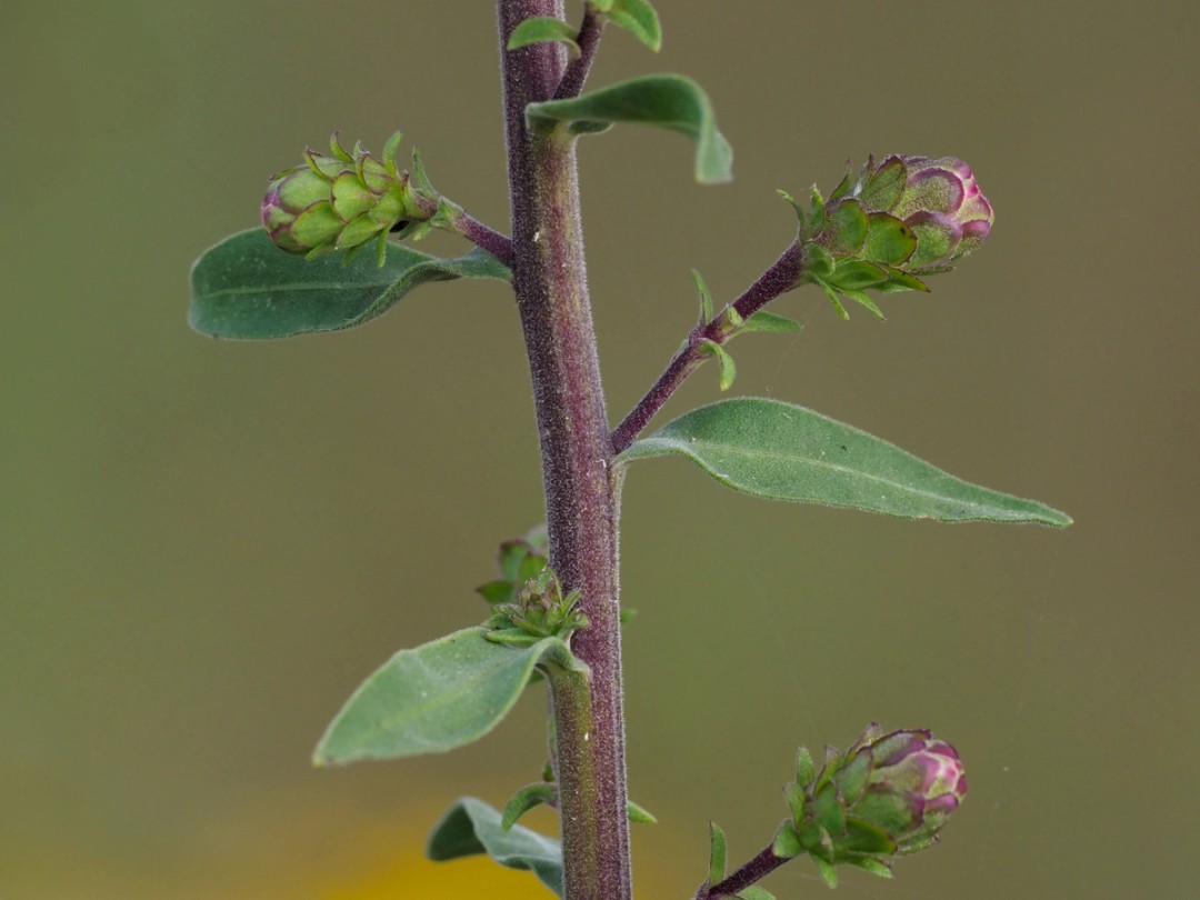 Small upper stem leaves