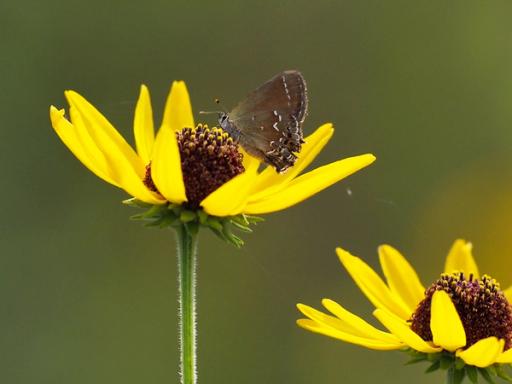 Juniper Hairstreak butterfly