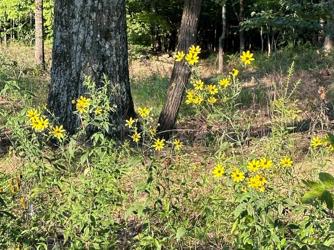 Open woods