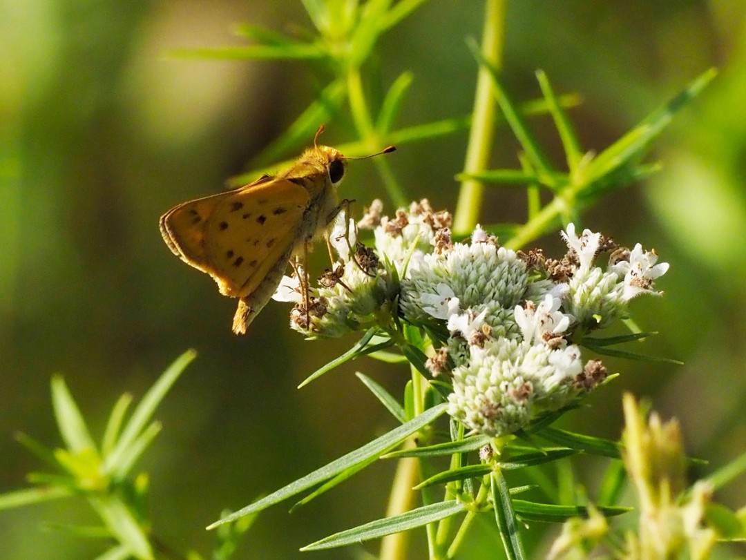 Fiery skipper