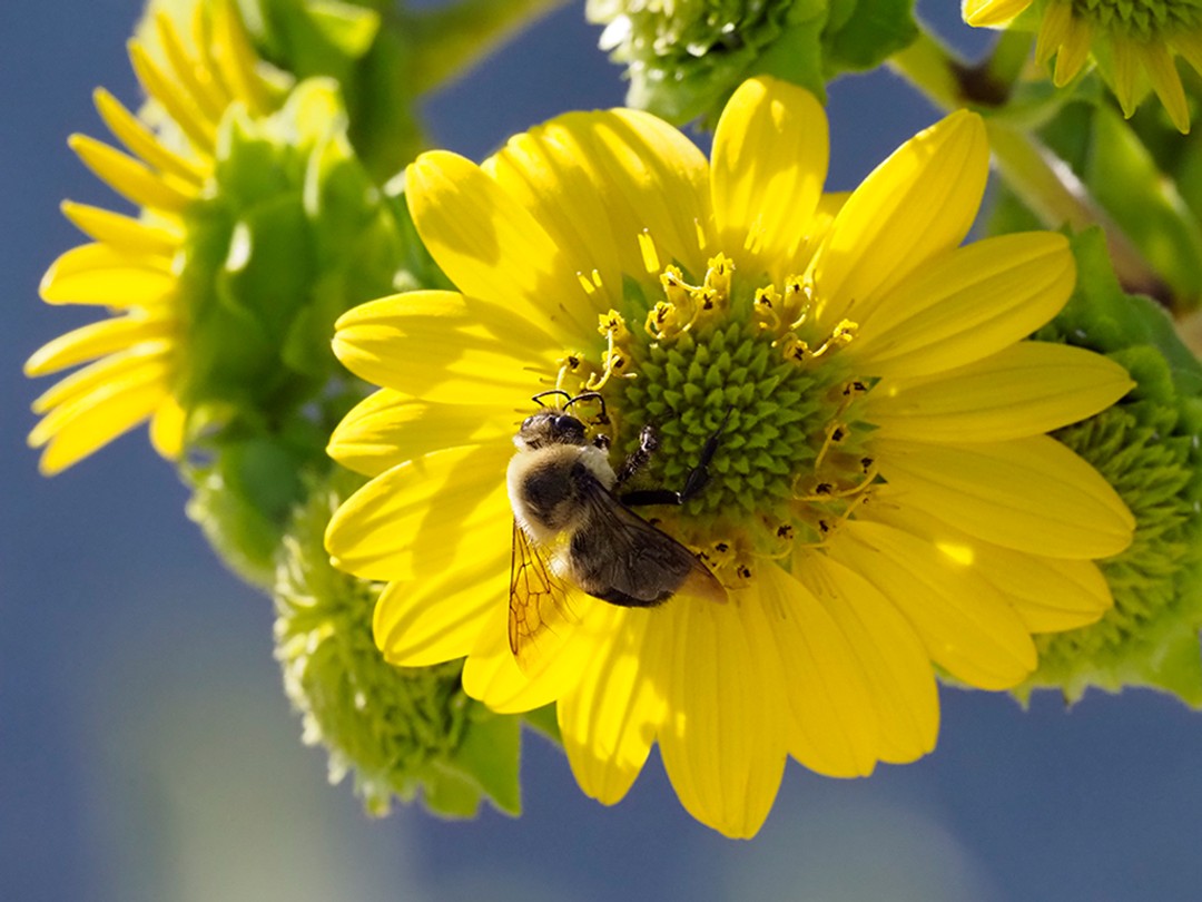 Two-spotted Bumble Bee