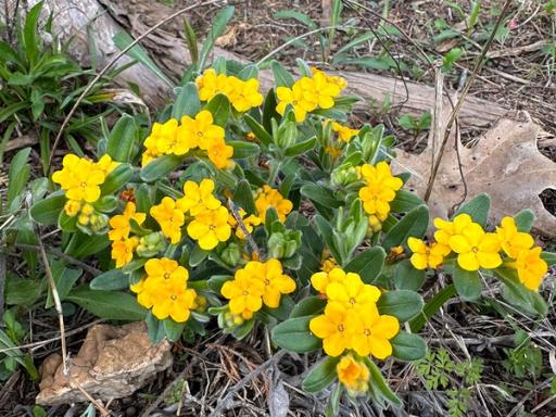 Multiple stems, flowers