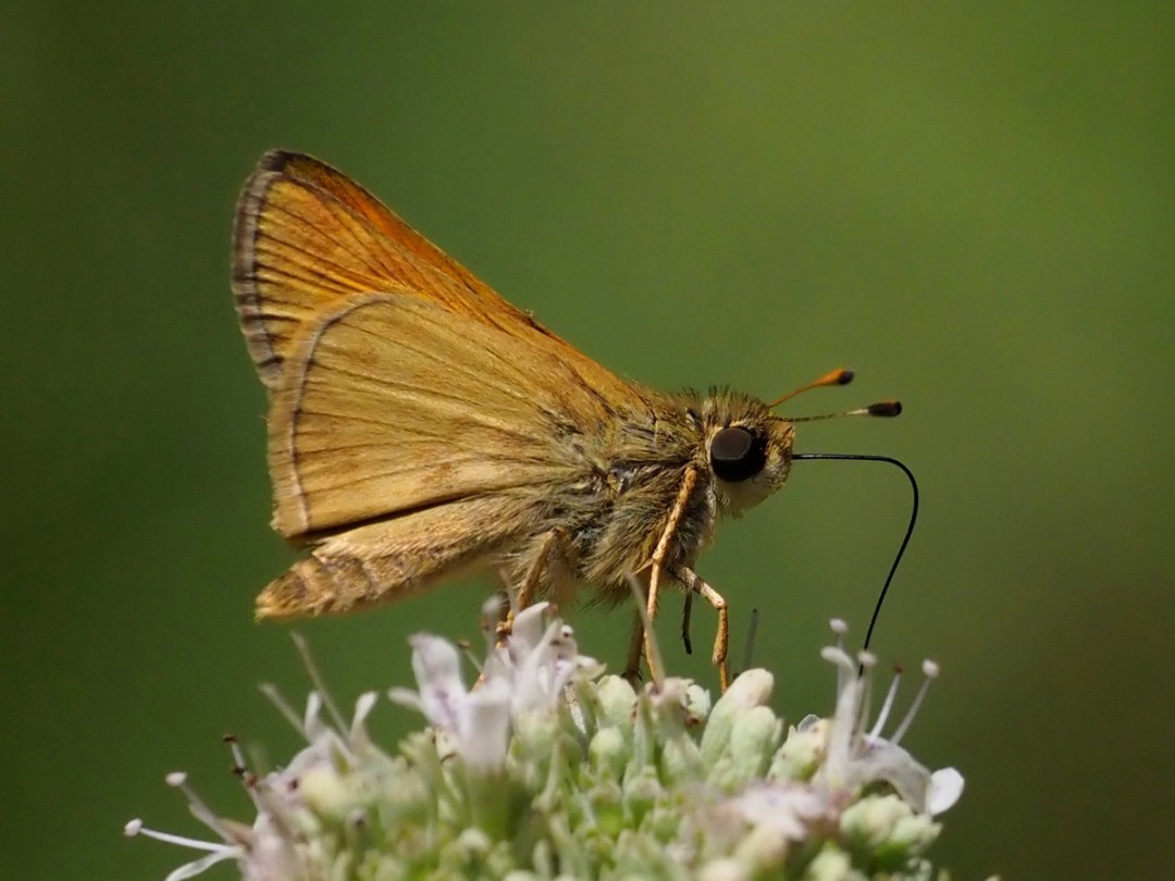 Sachem skipper
