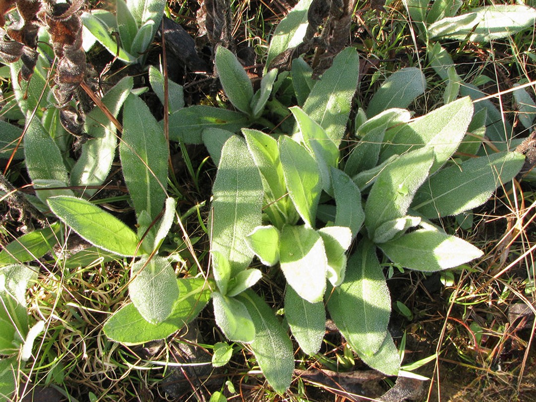 Downy foliage of spring leaves 