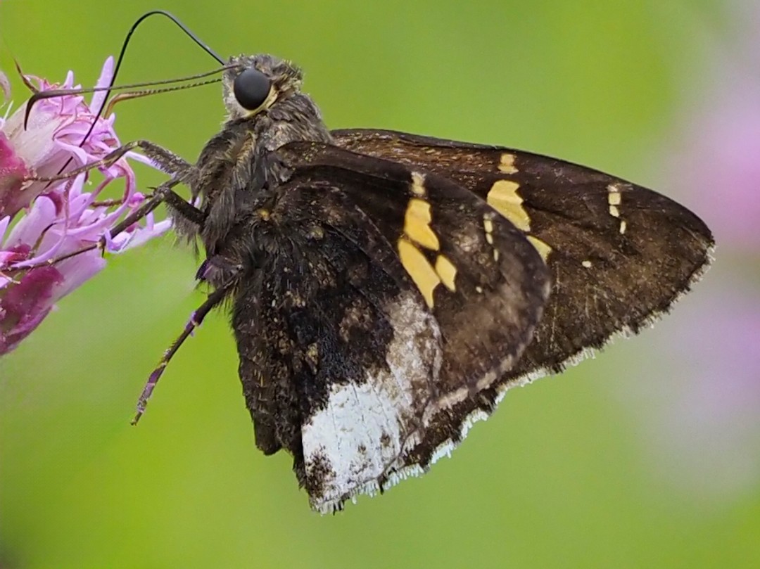 Hoary Edge skipper