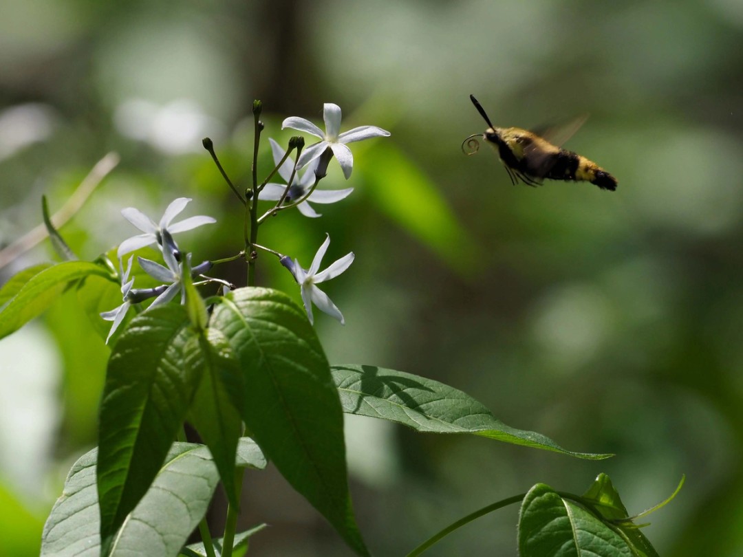 Snowberry clearwing moth