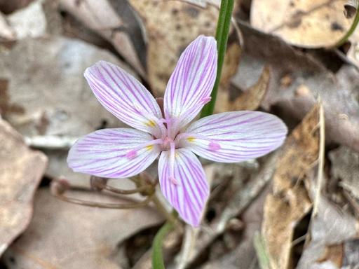 Bright pink and white flower