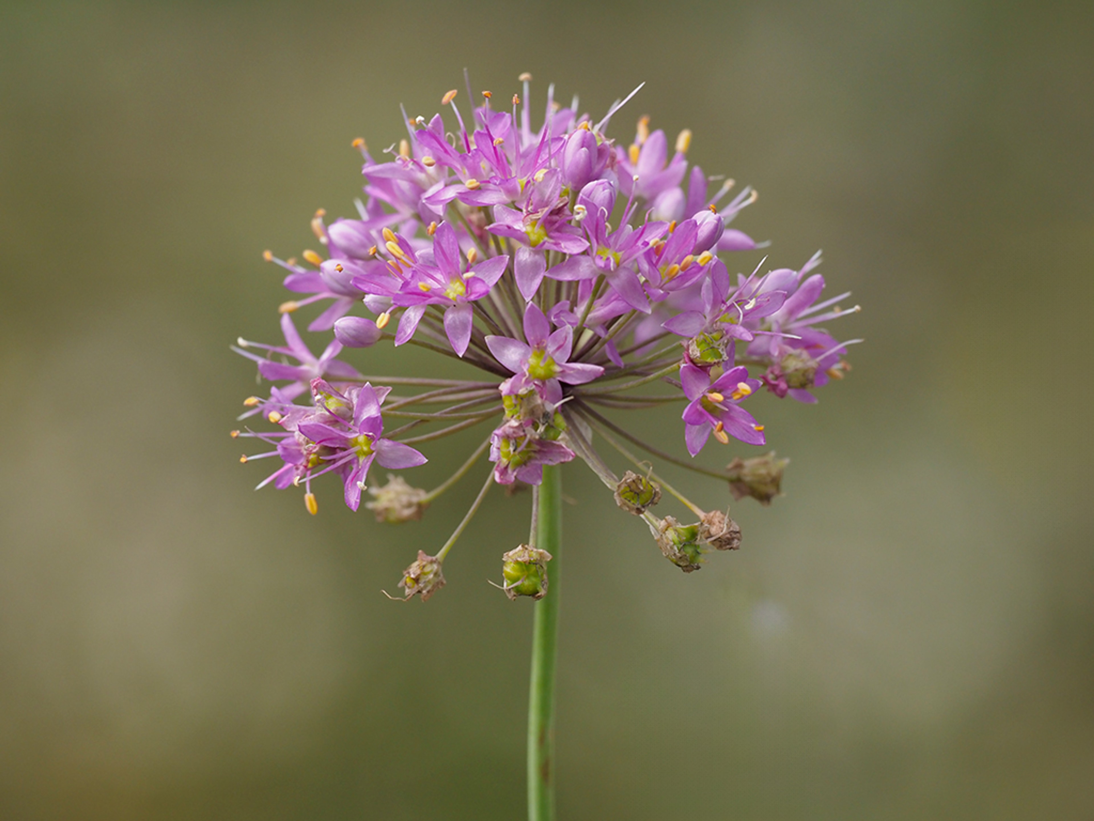 Allium stellatum