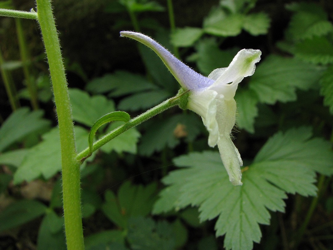 Hairy stem by flowers